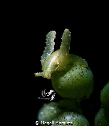 Lobiger viridis This small sea snail has camouflage color... by Magali Marquez 